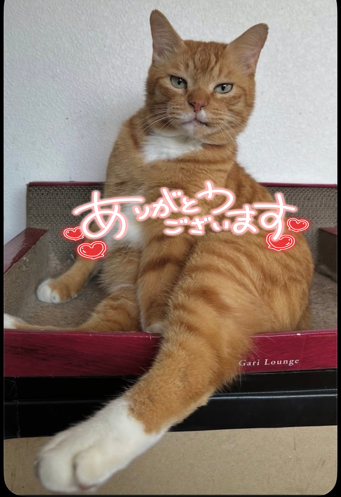 🩷ありがとう🩷